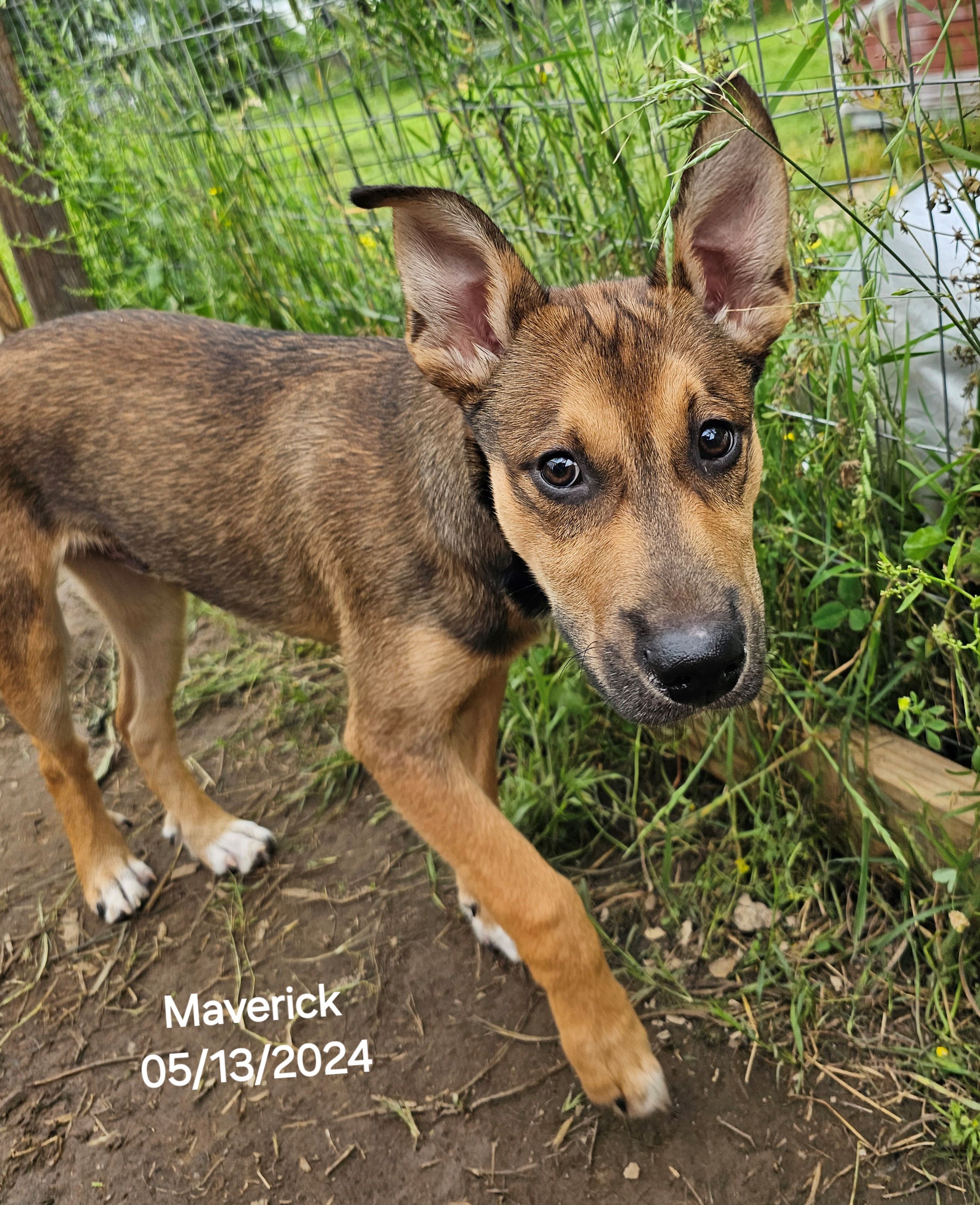 Maverick, a Adopted mixed breed image 5/5