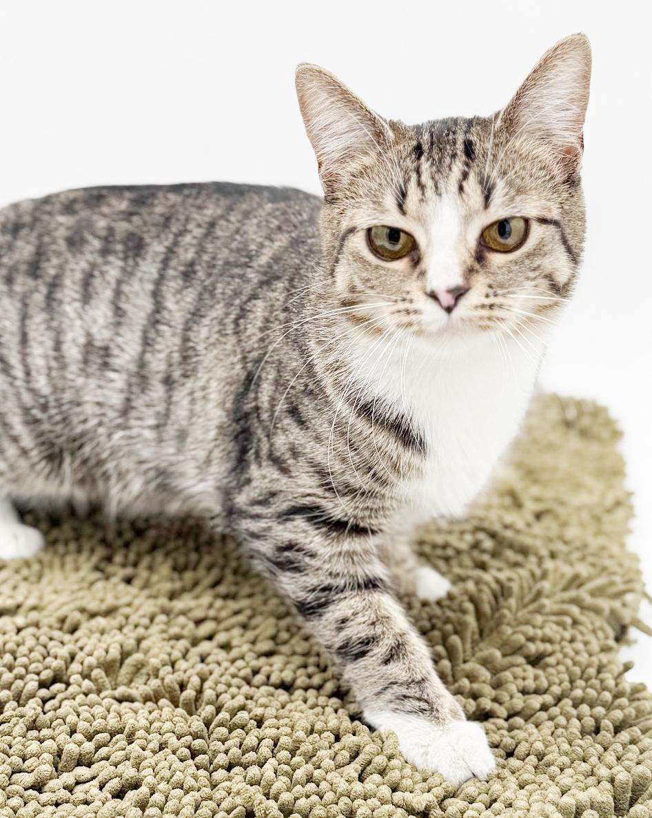 Enlarge Riya is truly a STAR!!   Super model kitten love!   VIDEO from photo shoot!!  She smiles!, an adoptable mixed breed in Bedford Hills, NY image 2/6