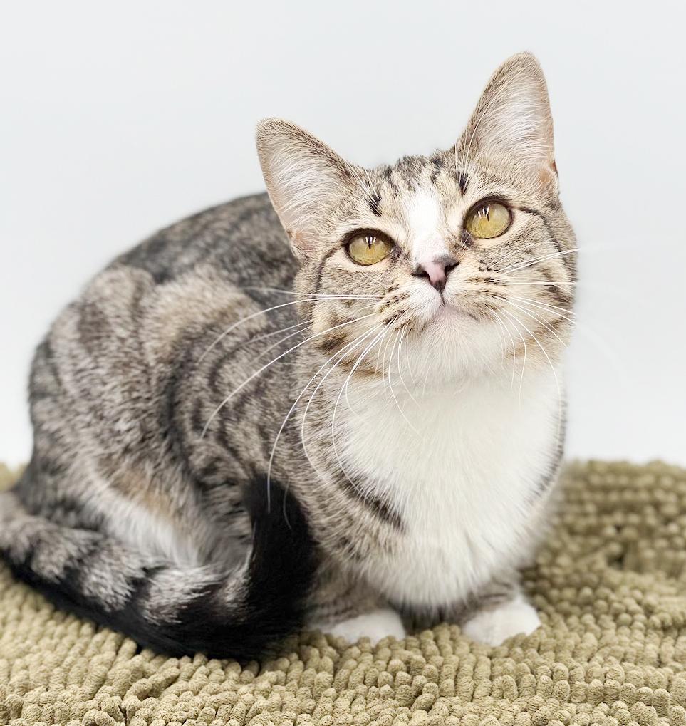Enlarge Riya is truly a STAR!!   Super model kitten love!   VIDEO from photo shoot!!  She smiles!, an adoptable mixed breed in Bedford Hills, NY image 4/6