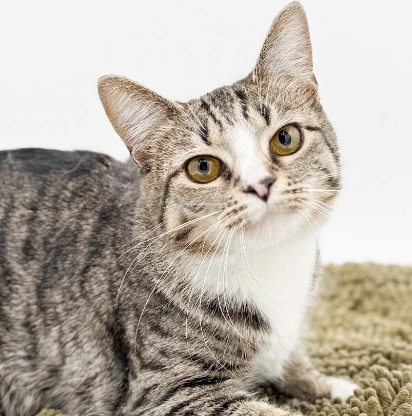 Enlarge Riya is truly a STAR!!   Super model kitten love!   VIDEO from photo shoot!!  She smiles!, an adoptable mixed breed in Bedford Hills, NY image 6/6