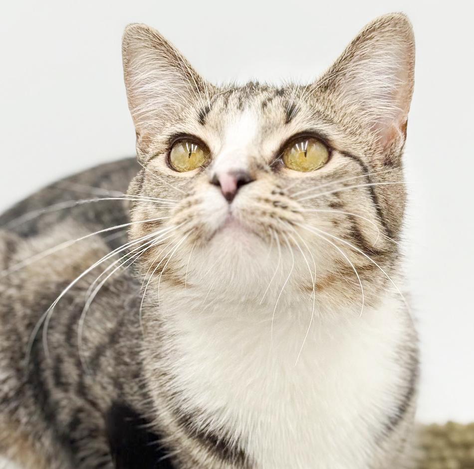 Enlarge Riya is truly a STAR!!   Super model kitten love!   VIDEO from photo shoot!!  She smiles!, an adoptable mixed breed in Bedford Hills, NY image 3/6