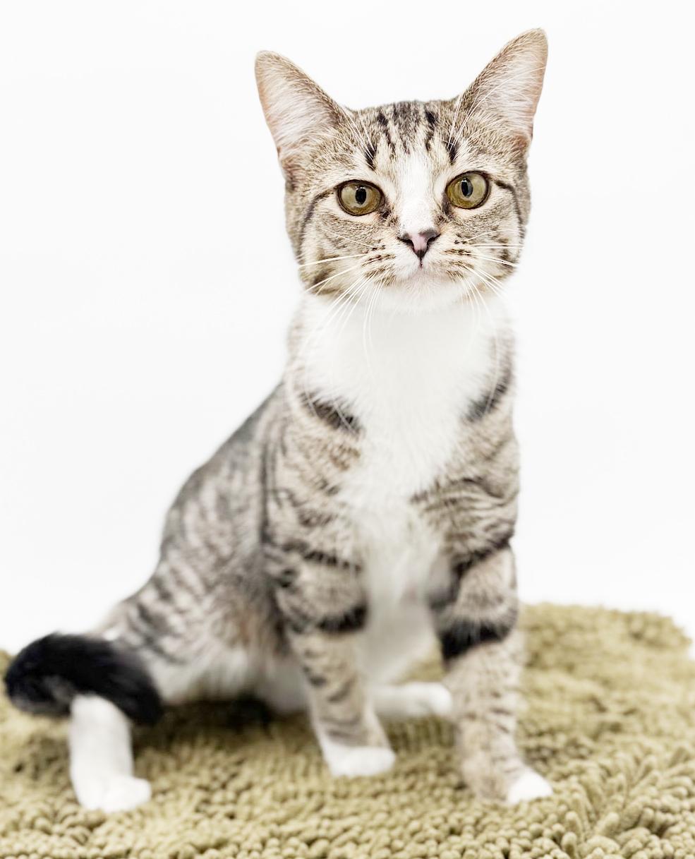 Enlarge Riya is truly a STAR!!   Super model kitten love!   VIDEO from photo shoot!!  She smiles!, an adoptable mixed breed in Bedford Hills, NY image 1/6