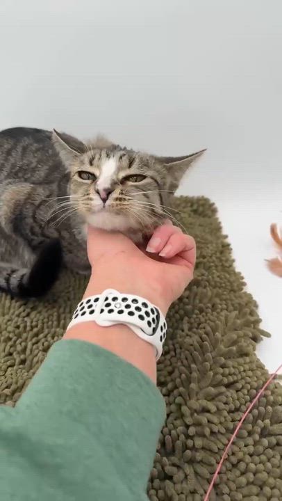 Enlarge Riya is truly a STAR!!   Super model kitten love!   VIDEO from photo shoot!!  She smiles!, an adoptable mixed breed in Bedford Hills, NY video 5/6