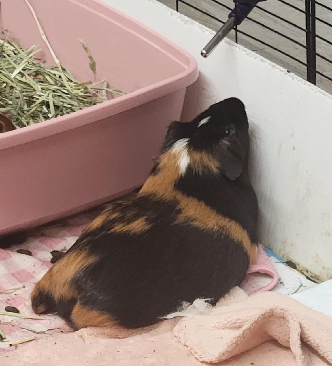 Enlarge Ruth, a Adopted Guinea Pig in Angleton, TX image 2/5