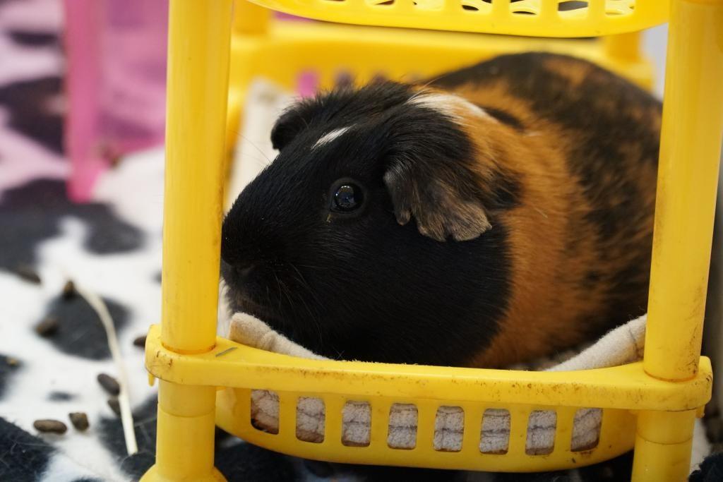 Ruth, Adopted, Adult Female Guinea Pig.