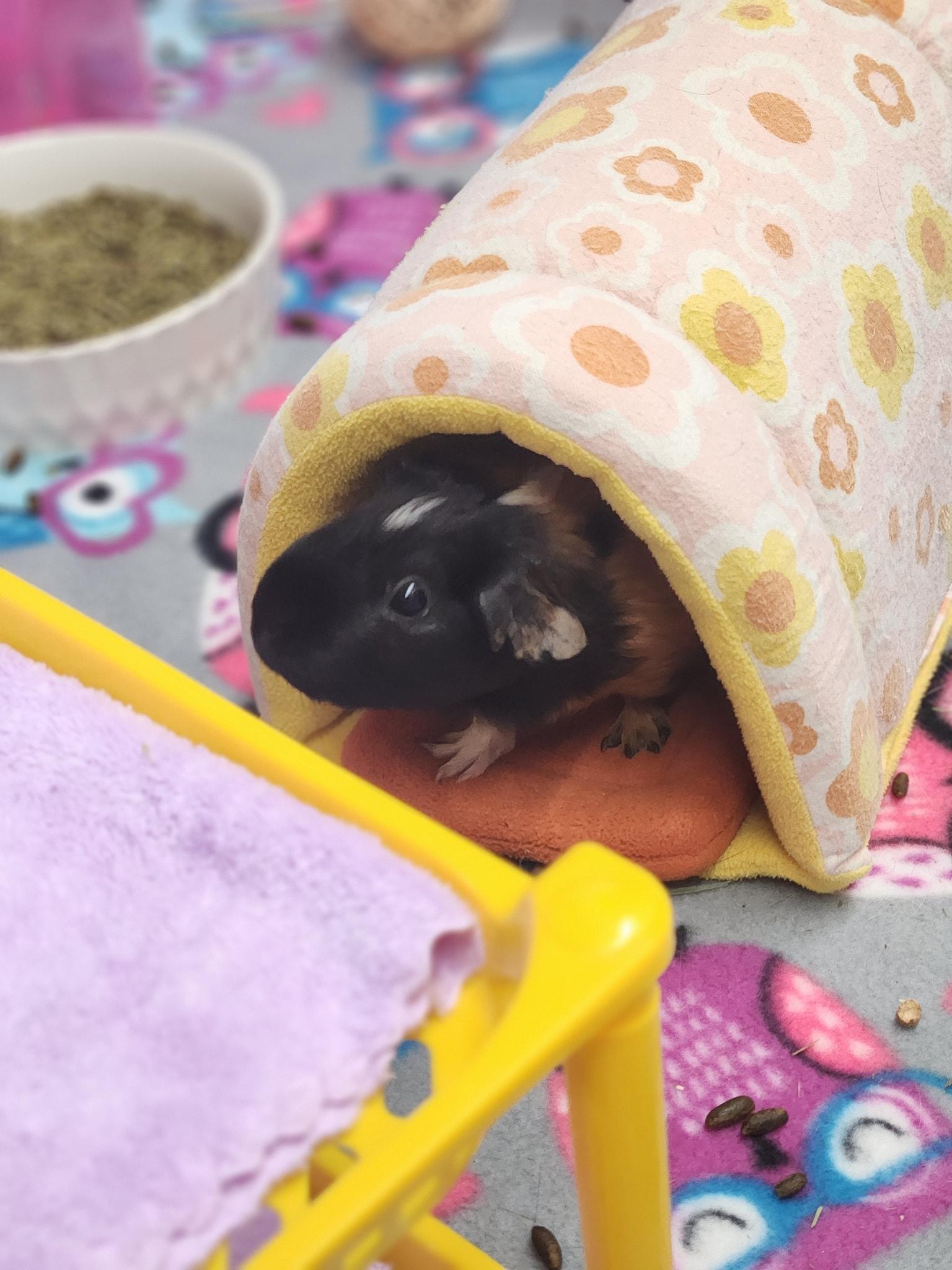 Enlarge Ruth, a Adopted Guinea Pig in Angleton, TX image 4/5