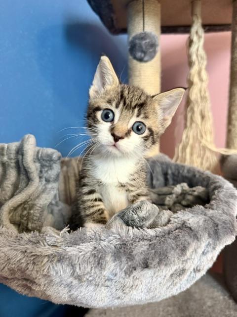 Enlarge (fili) Buster, a ADOPTABLE Domestic Short Hair in Arverne, NY image 2/2