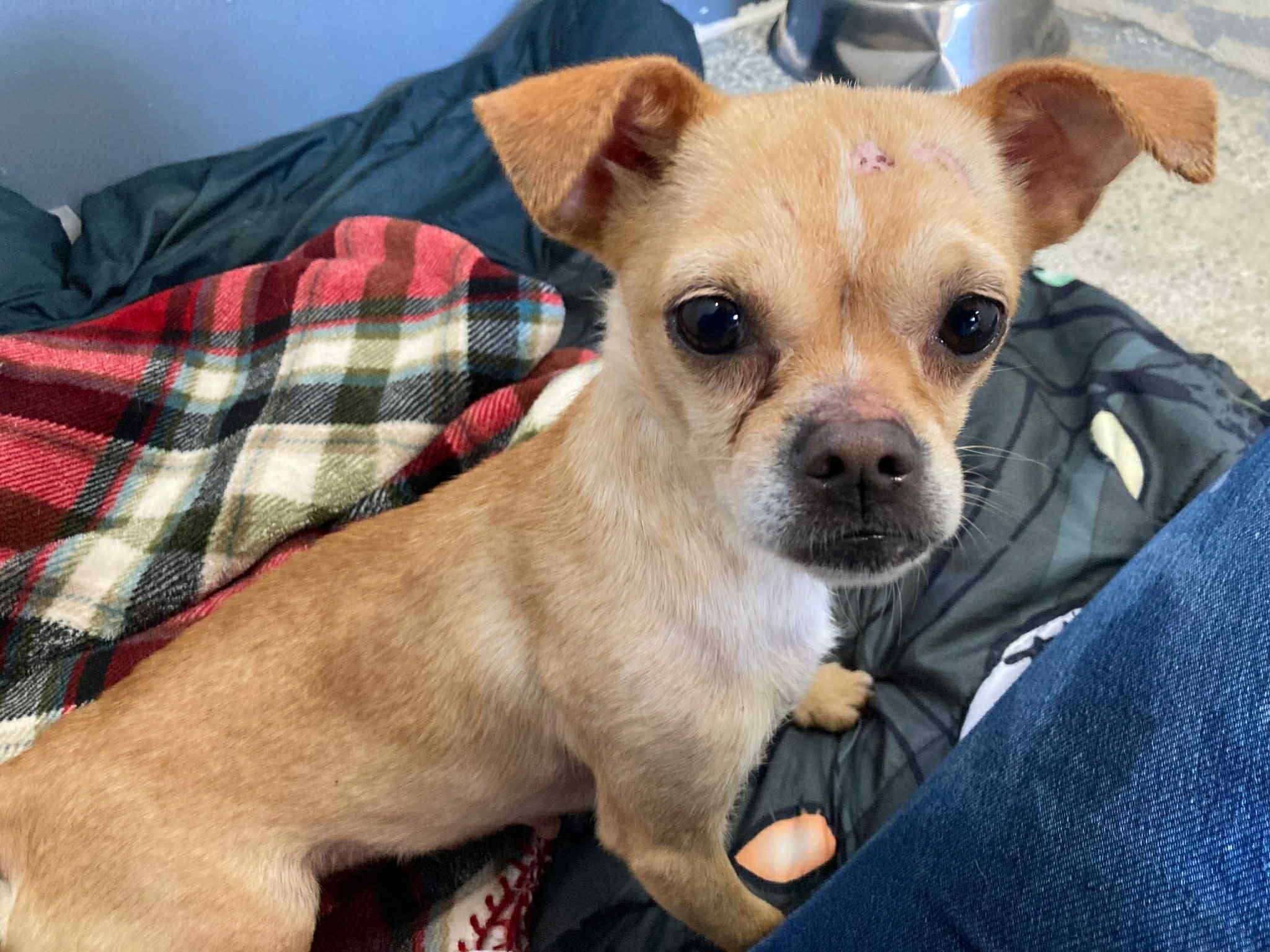 Pixie