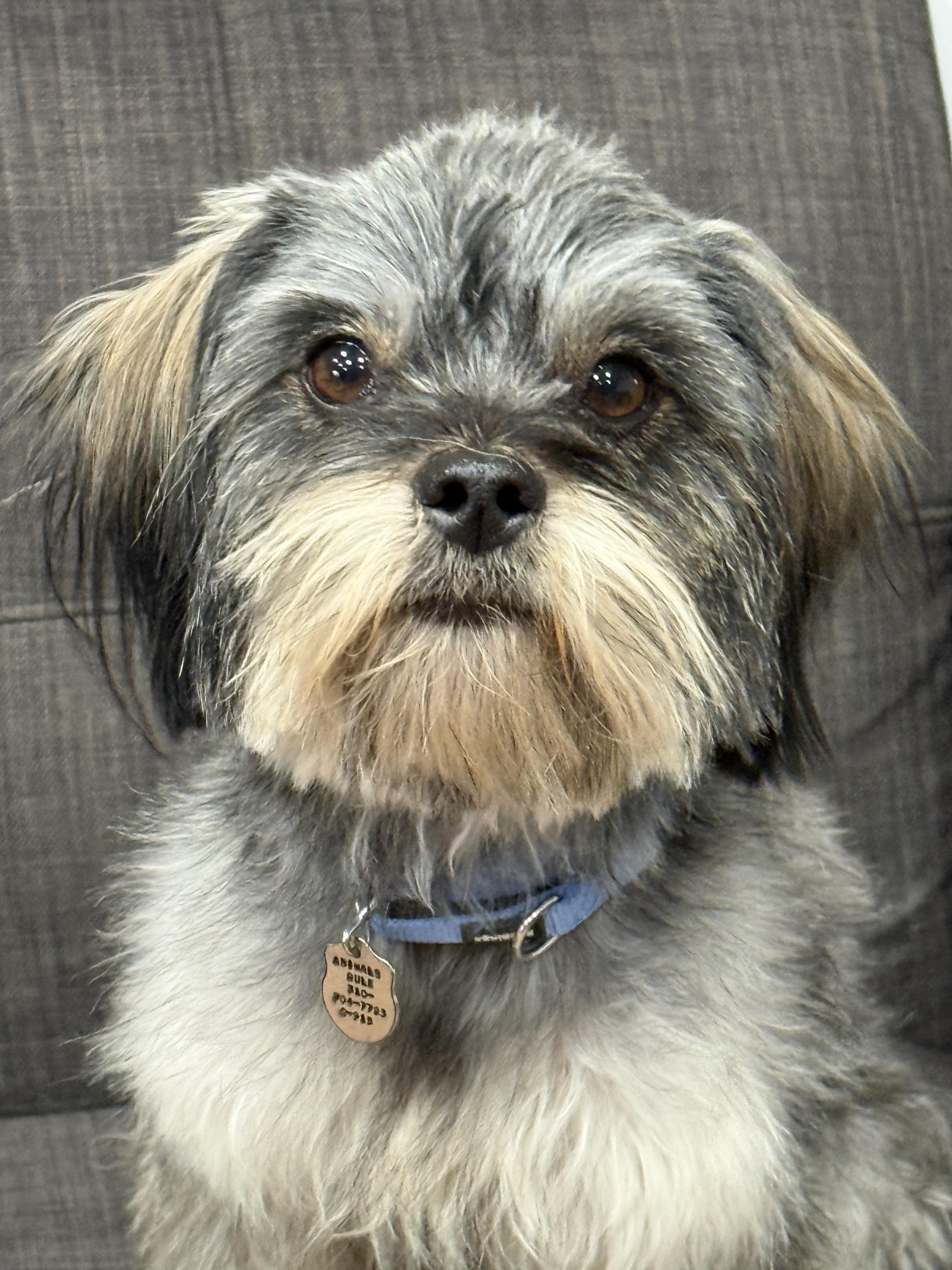 Pepsi, a Adoptable mixed breed in San Pedro, CA image 4/5