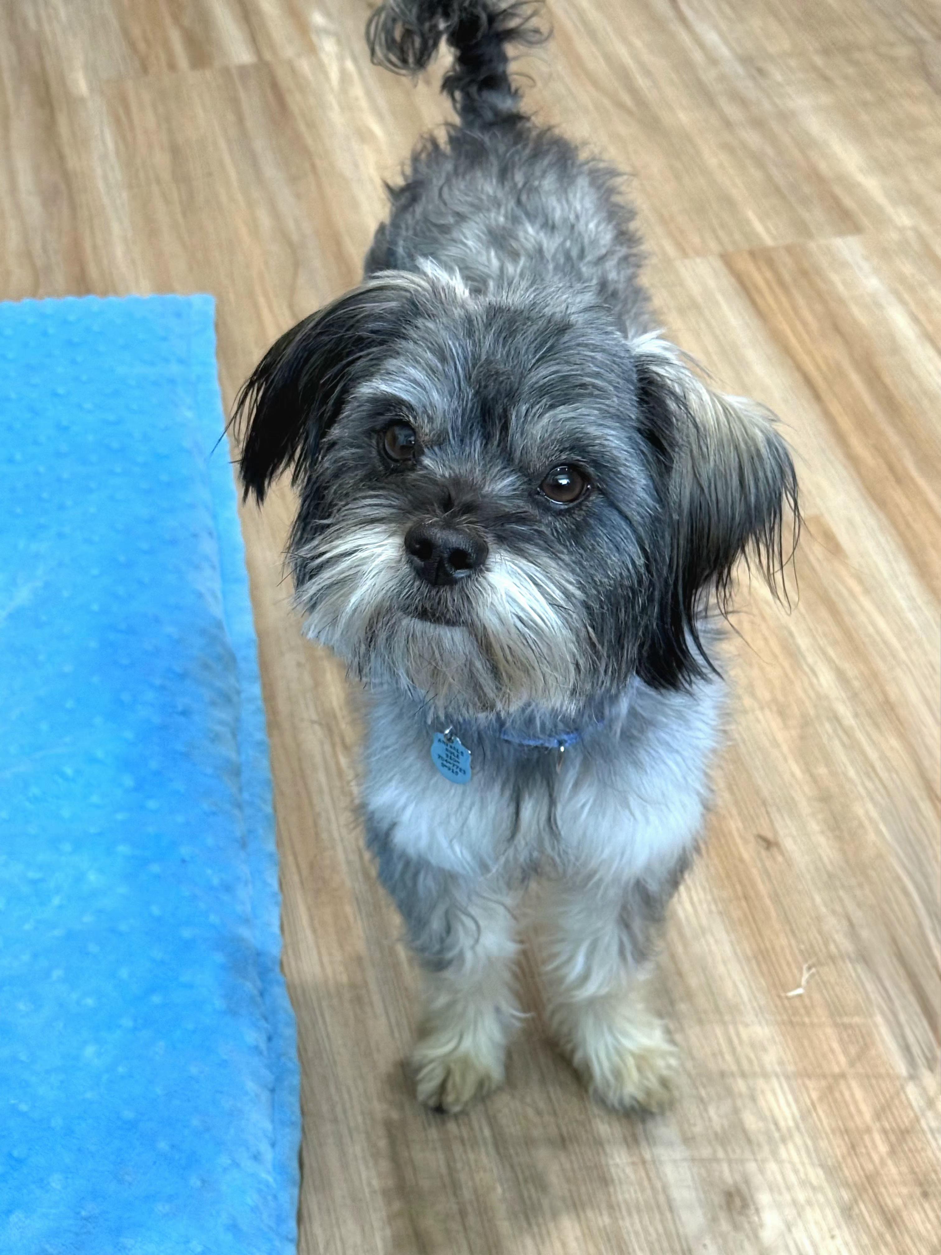 Pepsi, a Adoptable mixed breed in San Pedro, CA image 2/5