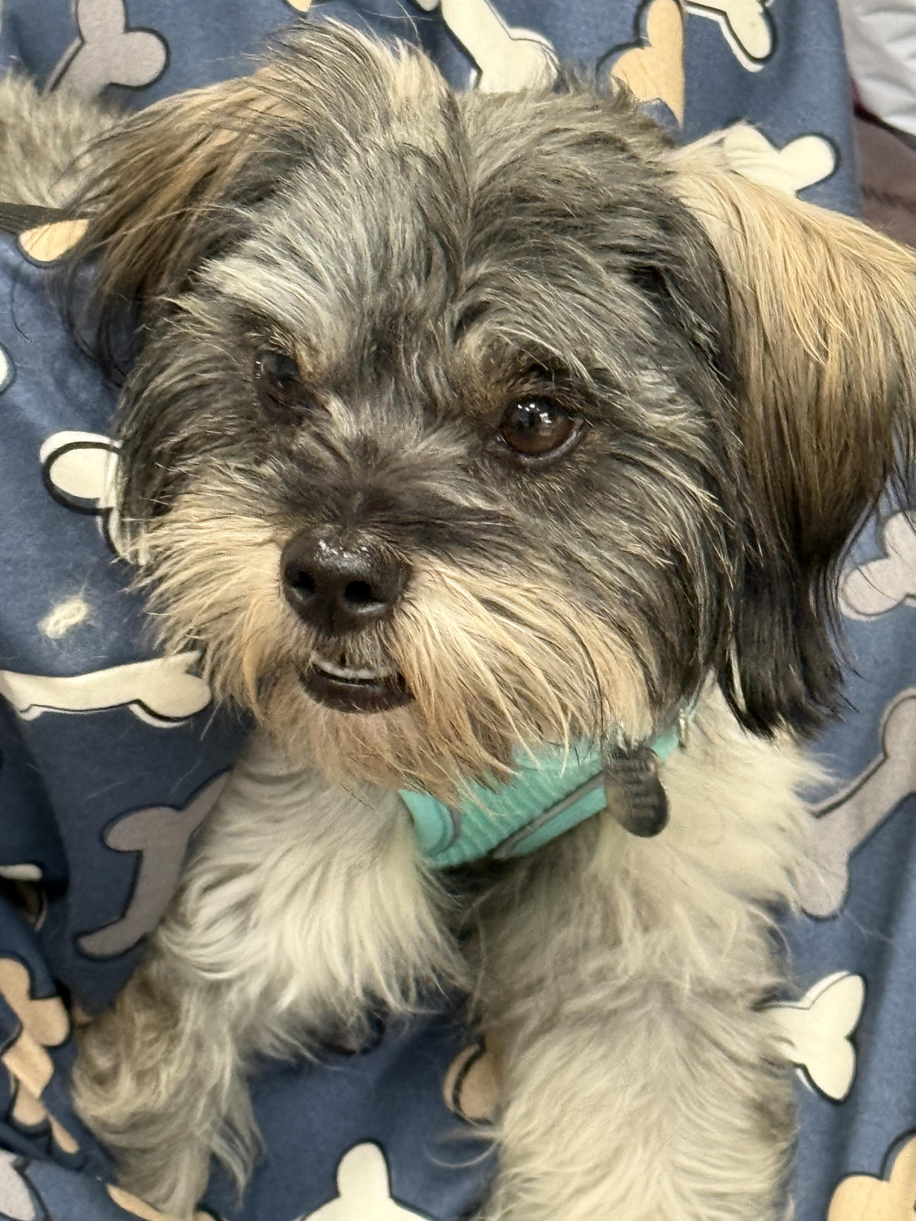 Pepsi, a Adoptable mixed breed in San Pedro, CA image 5/5