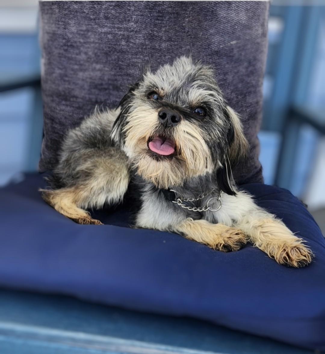 Pepsi, a Adoptable mixed breed in San Pedro, CA image 3/5