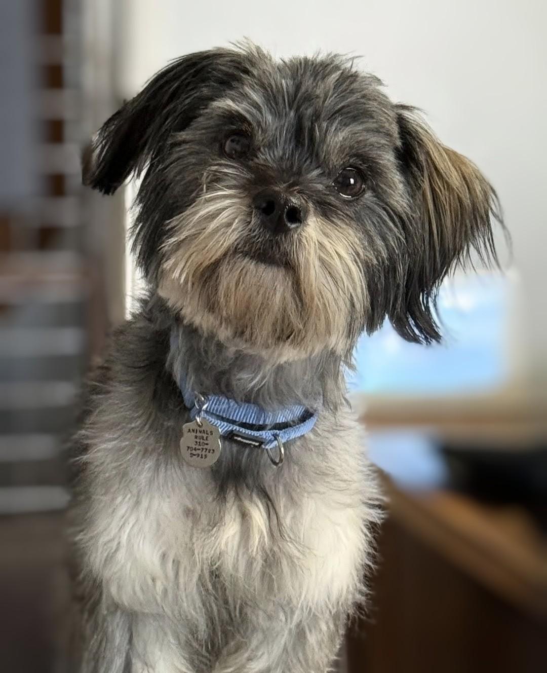 Pepsi, Adoptable, Adult Female Shih Tzu & Miniature Poodle.