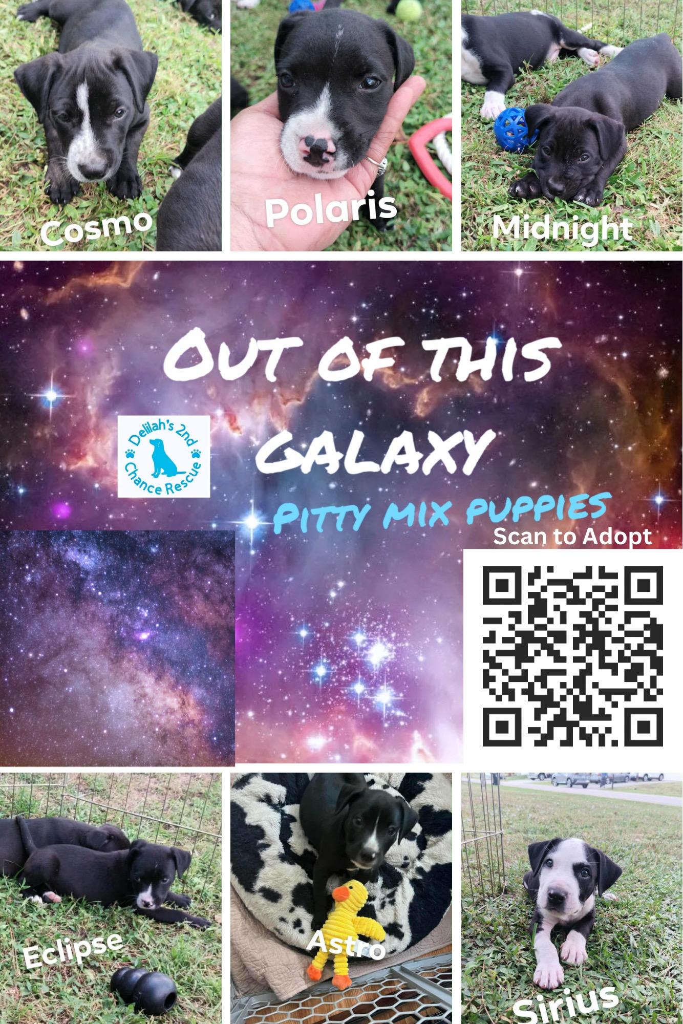 Enlarge Hera’s Out of This Galaxy Pups, a Adoptable mixed breed in Port Saint Lucie, FL image 2/3