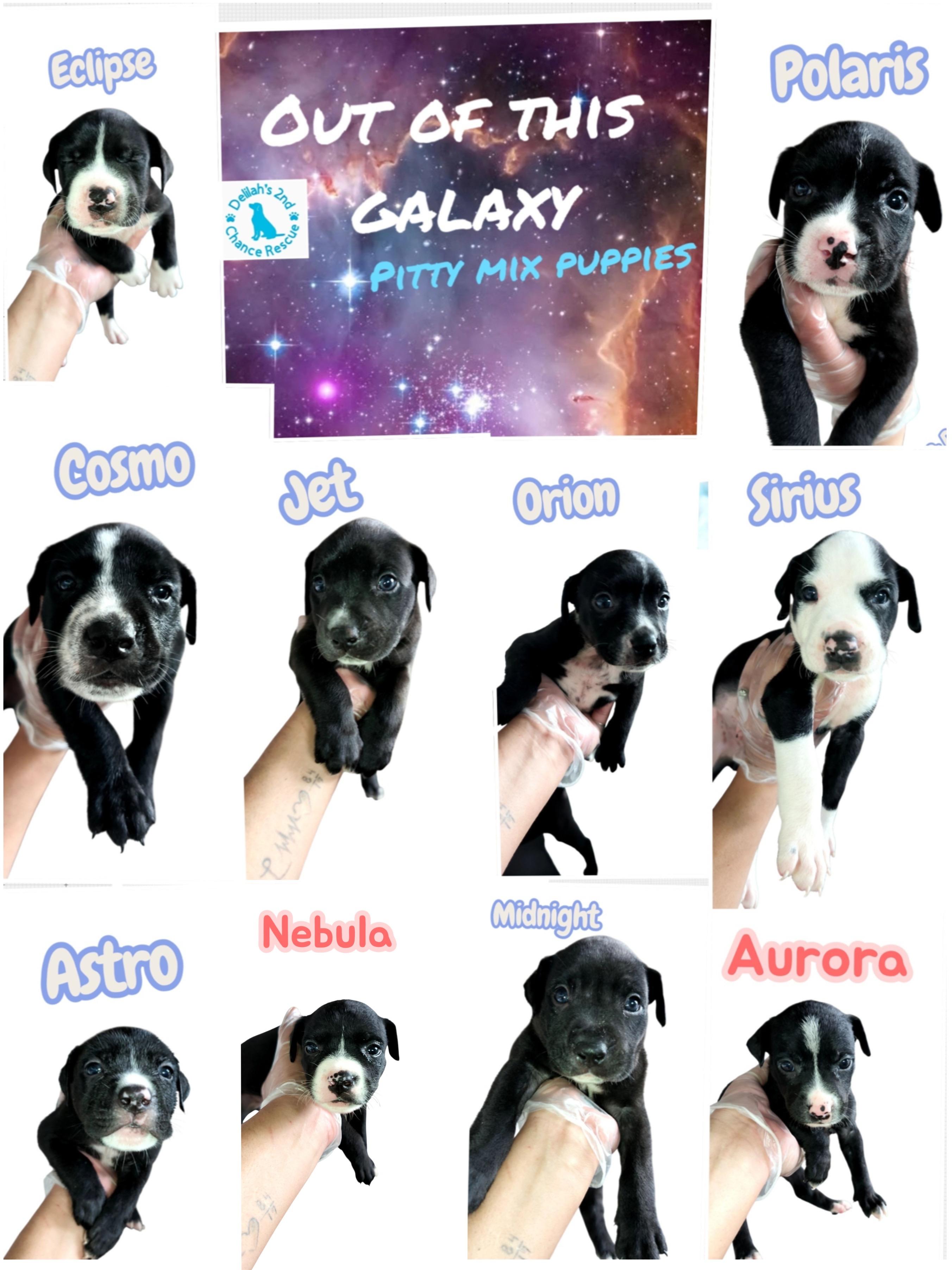 Enlarge Hera’s Out of This Galaxy Pups, a Adoptable mixed breed in Port Saint Lucie, FL image 3/3