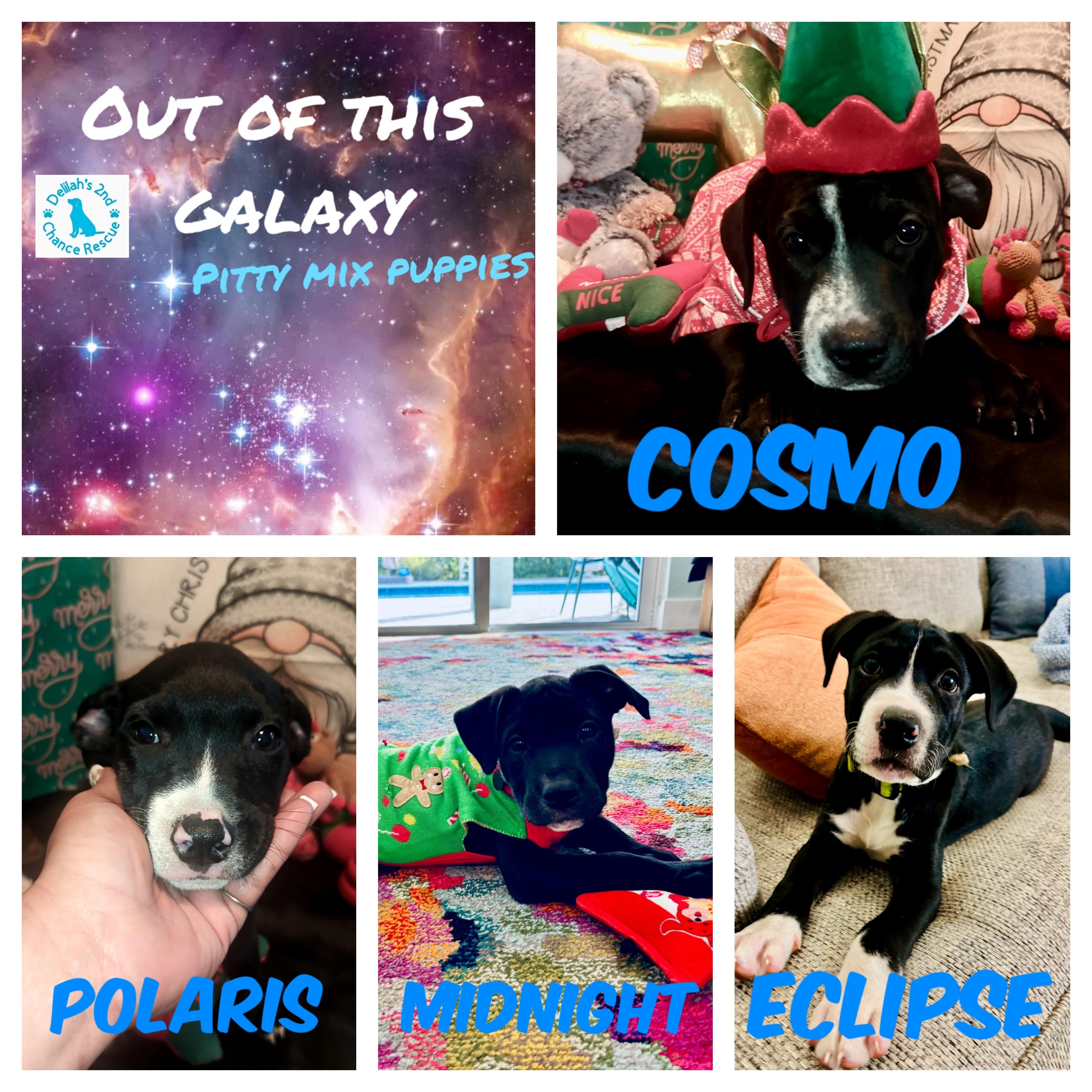 Hera’s Out of This Galaxy Pups, Adoptable, Puppy Male Pit Bull Terrier.