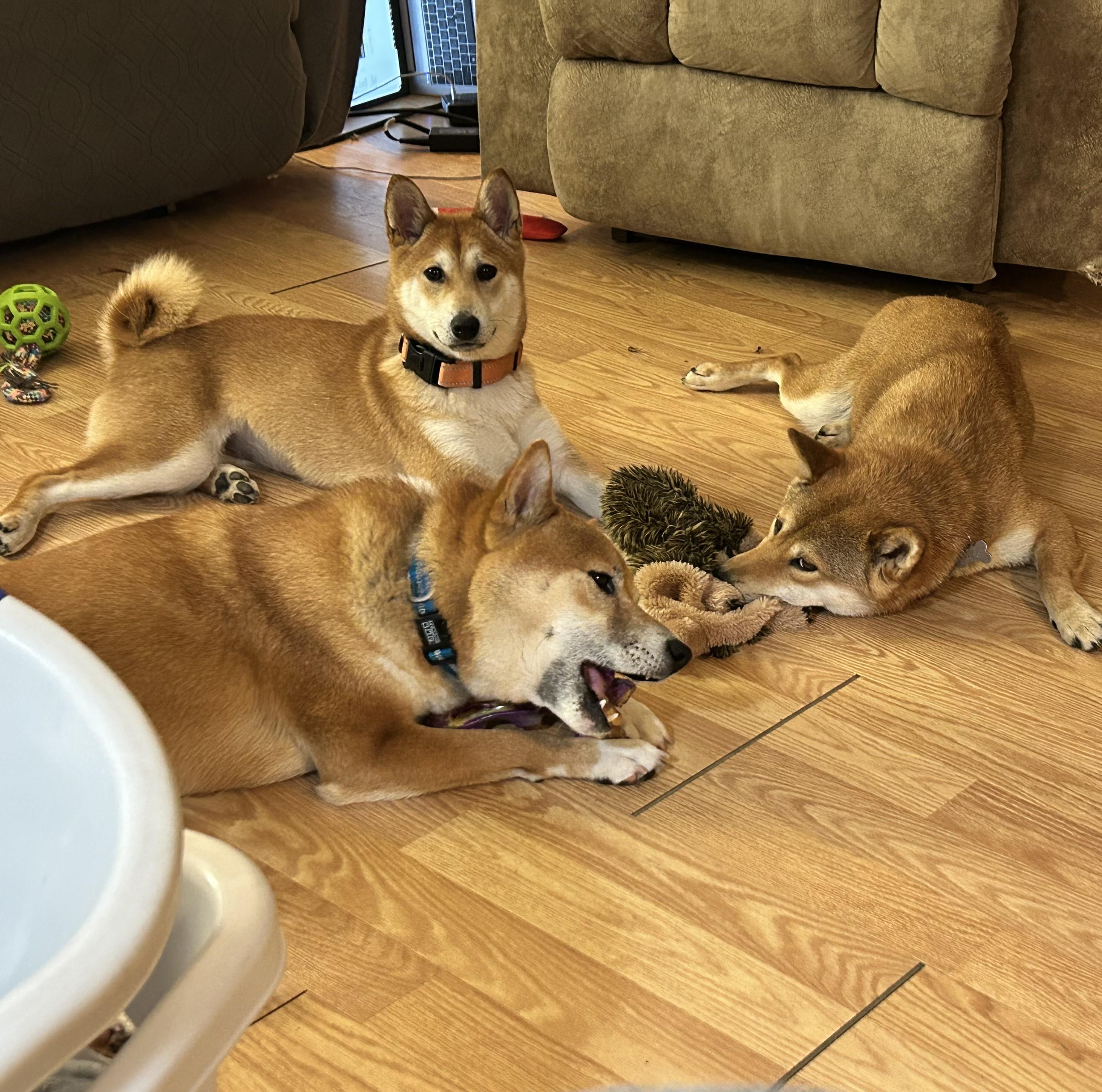 Mango, a ADOPTABLE Shiba Inu in Chicago, IL image 5/6