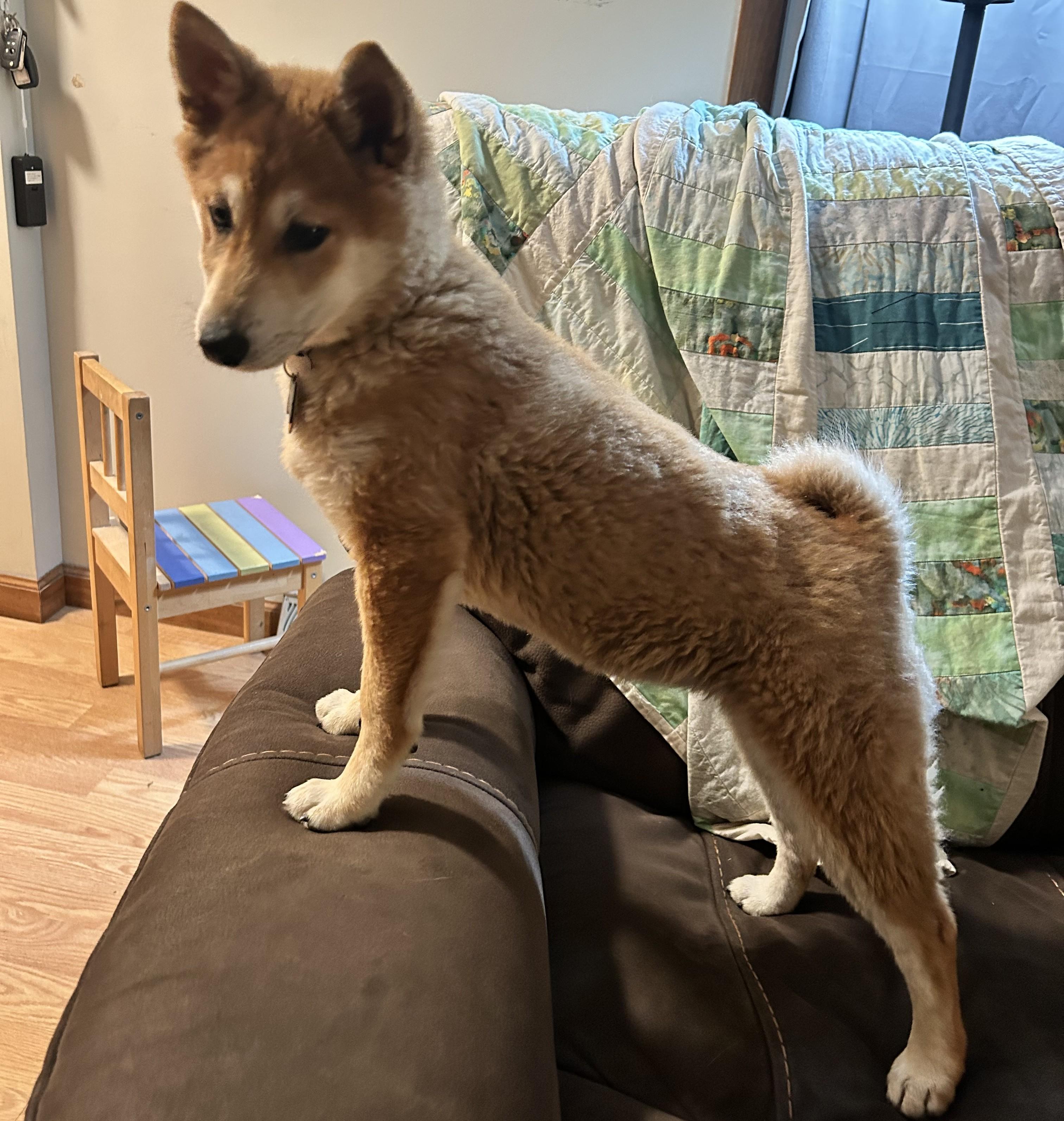 Mango, a ADOPTABLE Shiba Inu in Chicago, IL image 6/6