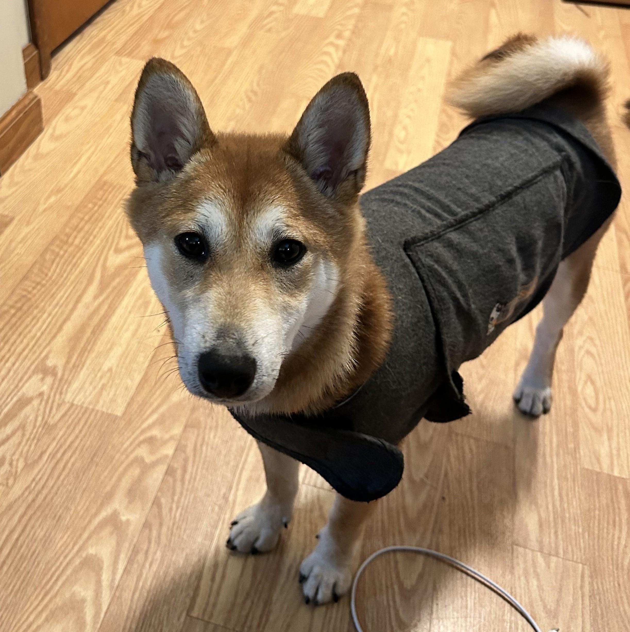 Mango, a ADOPTABLE Shiba Inu in Chicago, IL image 4/6