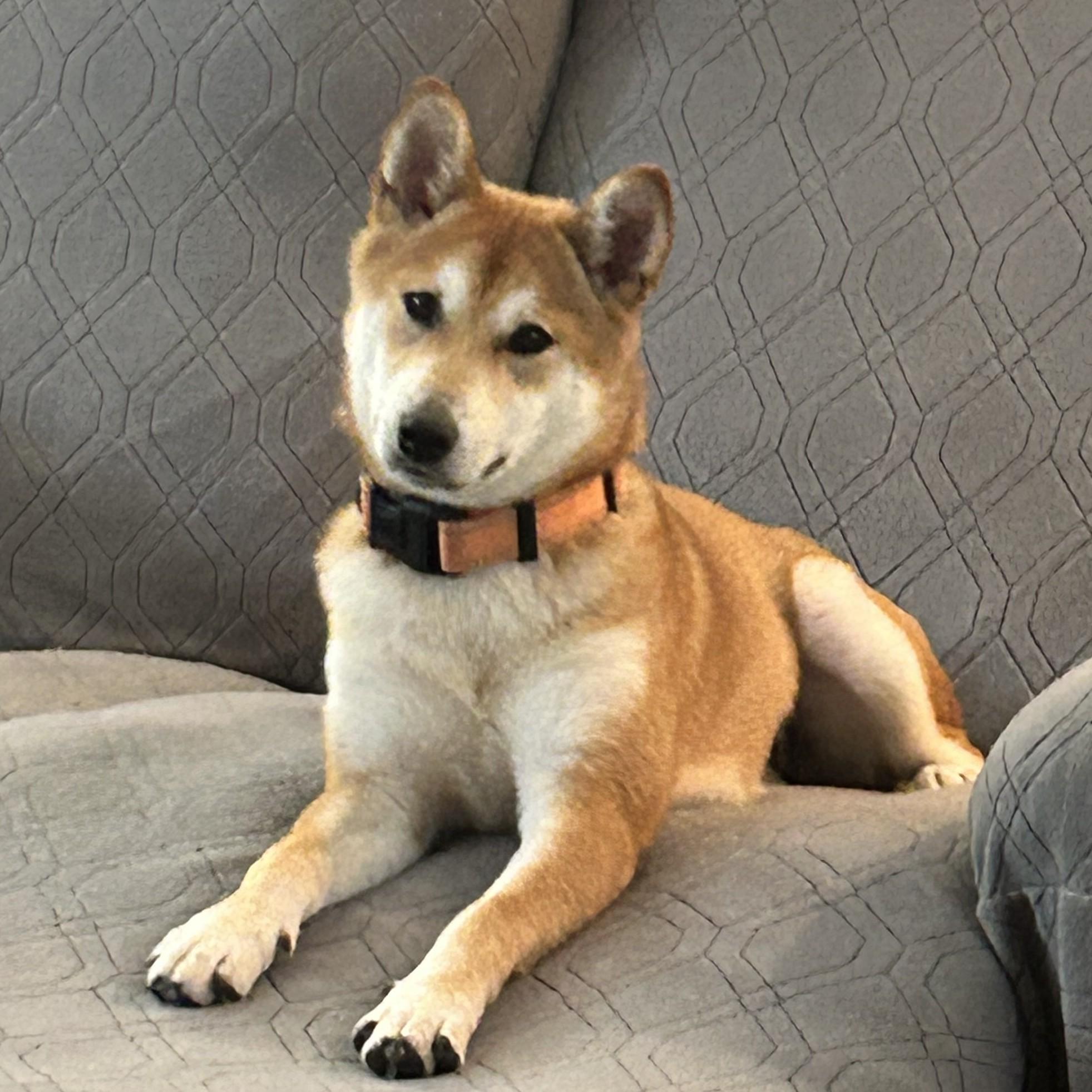 Mango, a ADOPTABLE Shiba Inu in Chicago, IL image 1/6