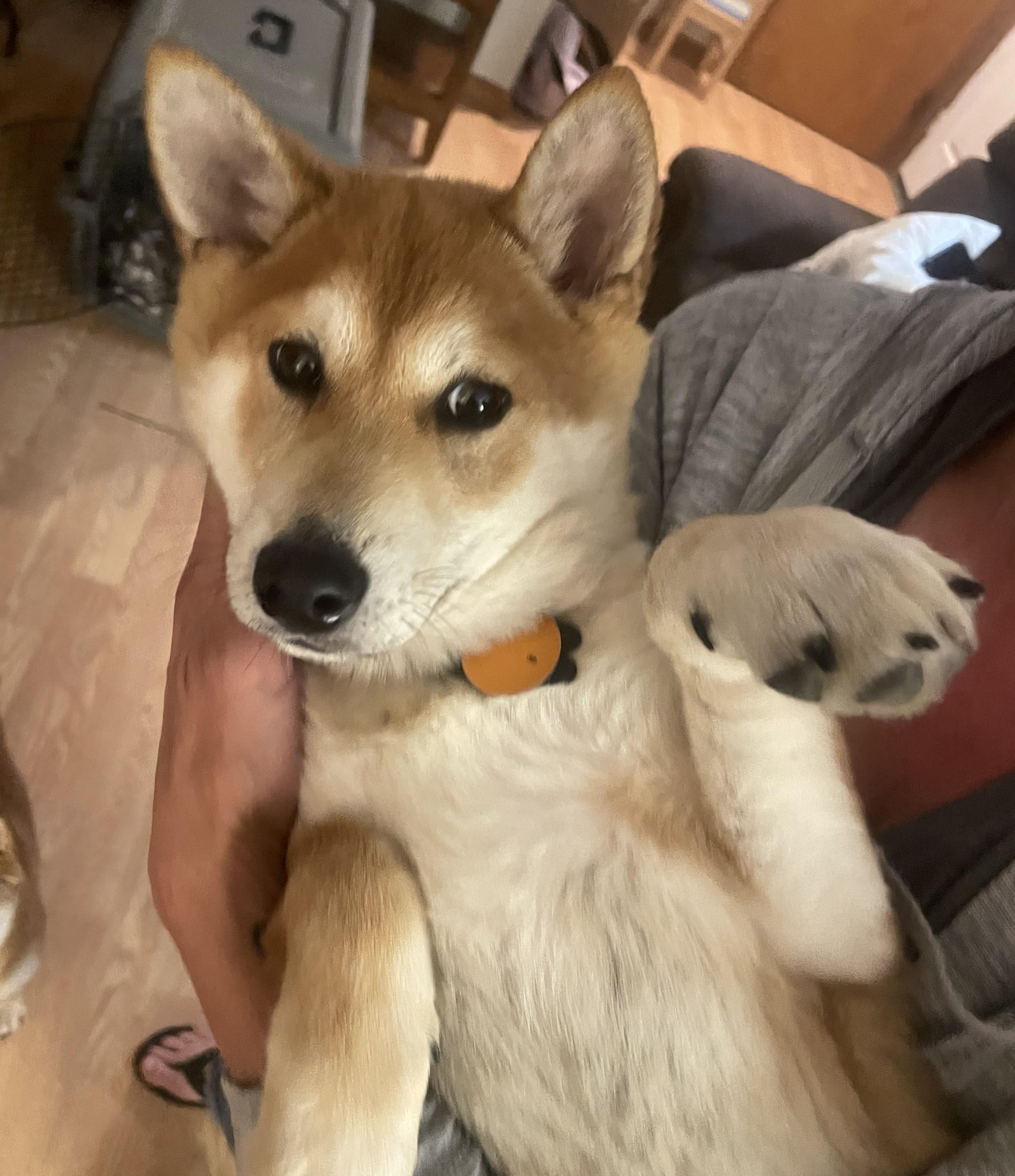 Mango, a ADOPTABLE Shiba Inu in Chicago, IL image 2/6