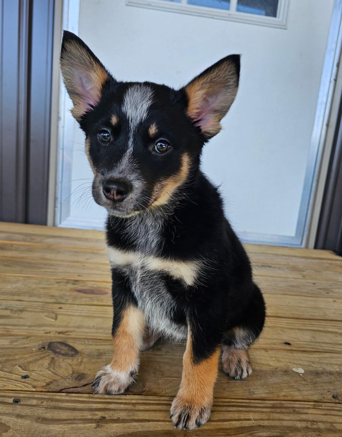 Enlarge Maui, a Adoptable Mixed Breed in Cedar Rapids, IA image 1/1