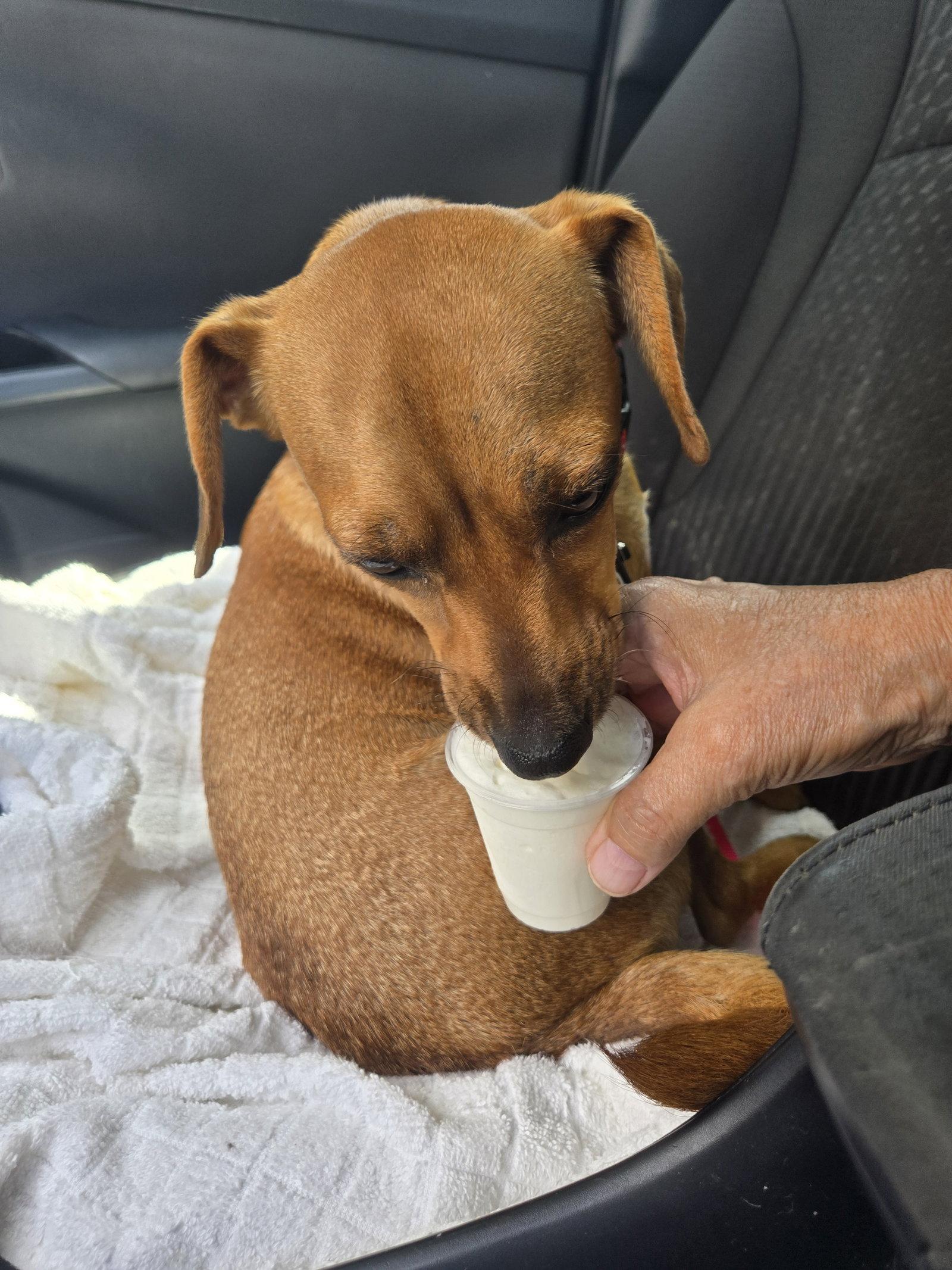 Joey, a Adoptable Dachshund in Austin, TX image 1/3