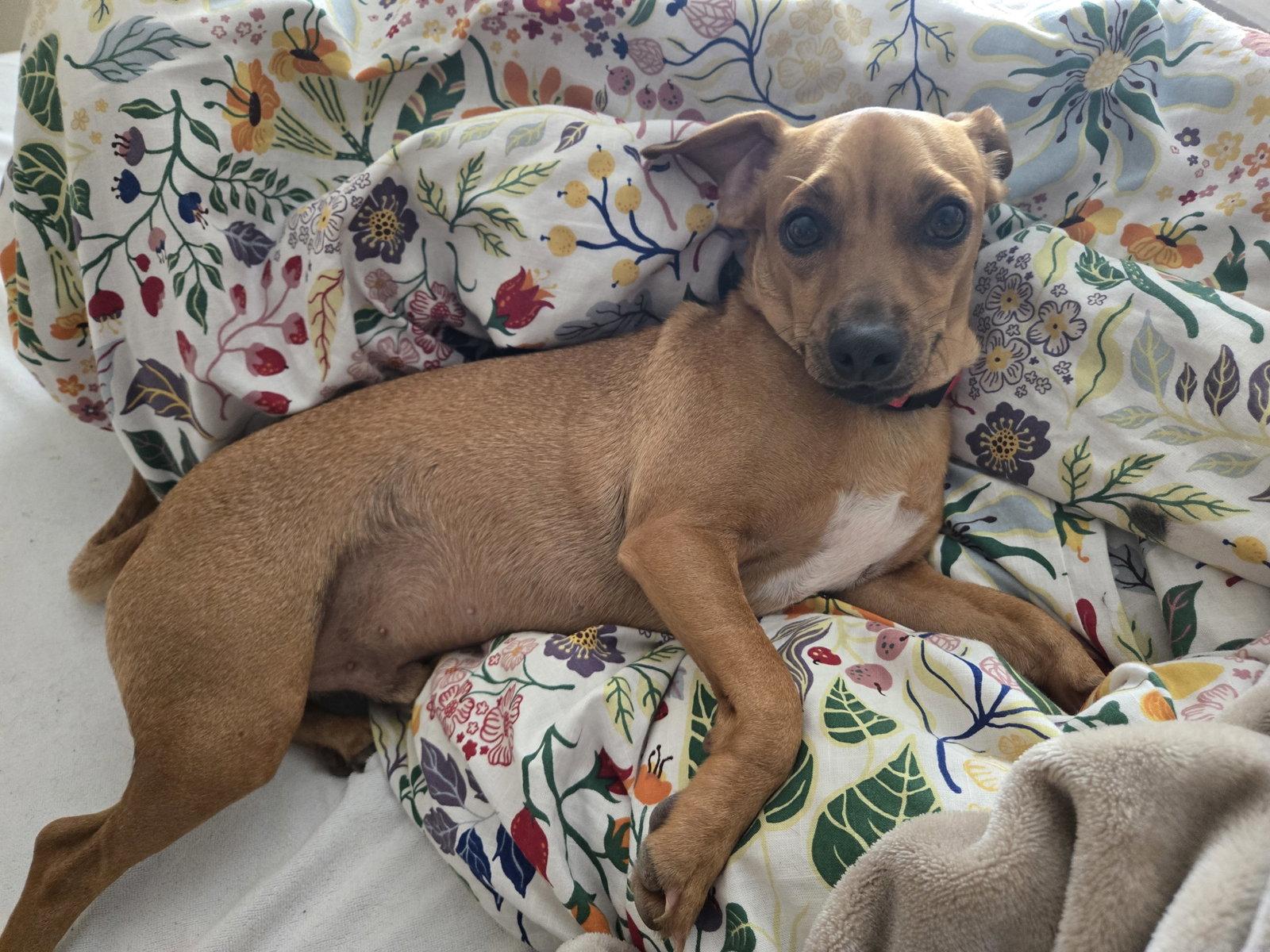 Joey, a Adoptable Dachshund in Austin, TX image 2/3