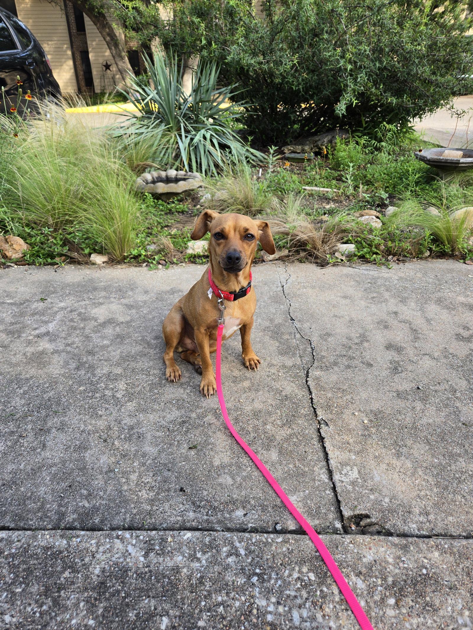 Joey, a Adoptable Dachshund in Austin, TX image 3/3