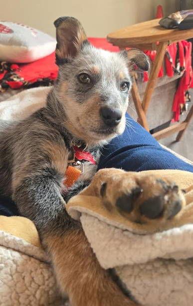 Enlarge Rocket, a Adoptable mixed breed in Grafton, WI image 1/3