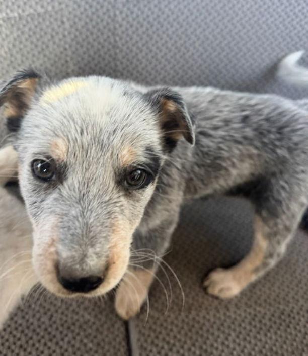 Enlarge Rocket, a Adoptable mixed breed in Grafton, WI image 2/3