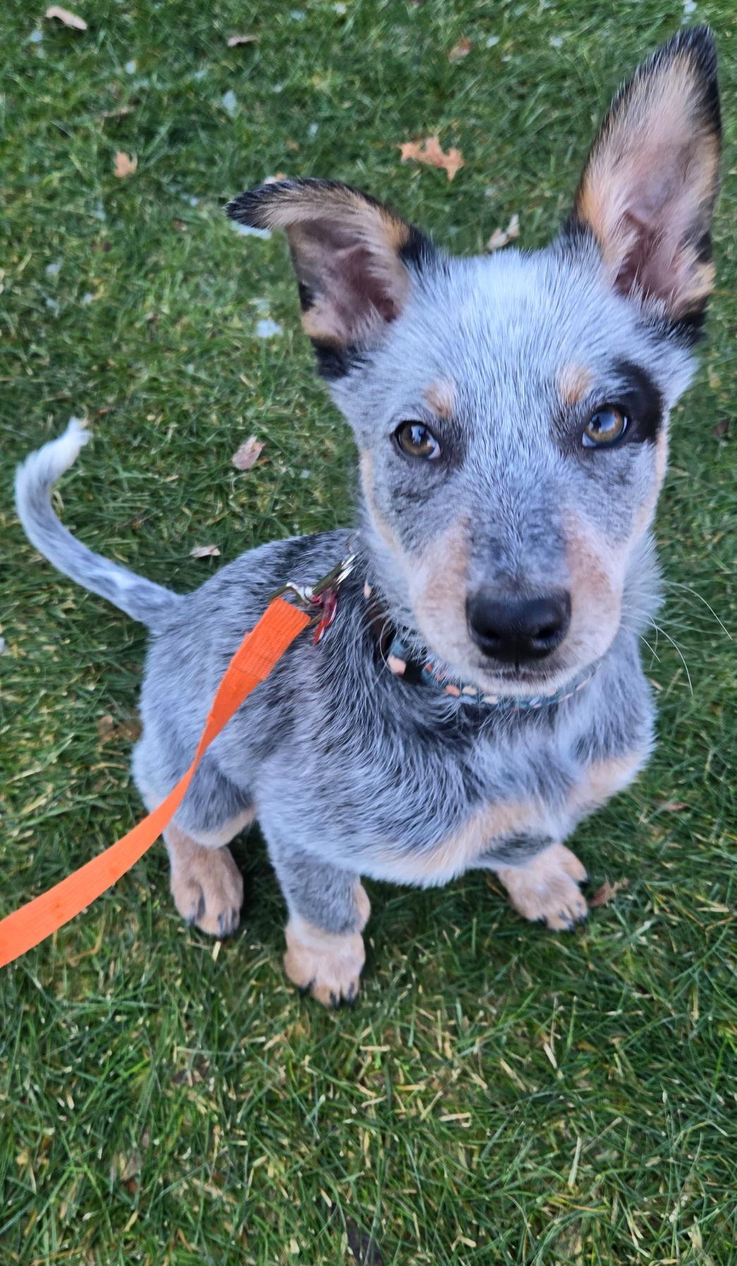 Enlarge Rocket, a Adoptable mixed breed in Grafton, WI image 3/3