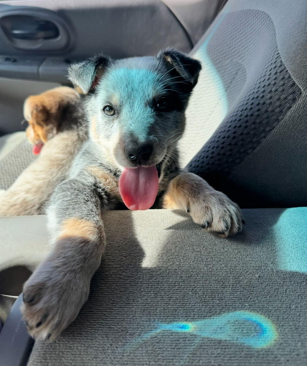 Enlarge Rocket- ADOPTION IN PROCESS, a Adoptable mixed breed in Grafton, WI image 1/3