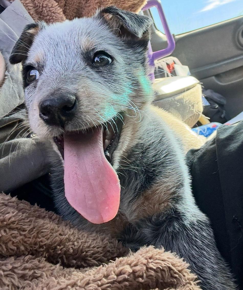 Enlarge Rocket- ADOPTION IN PROCESS, a Adoptable mixed breed in Grafton, WI image 2/3