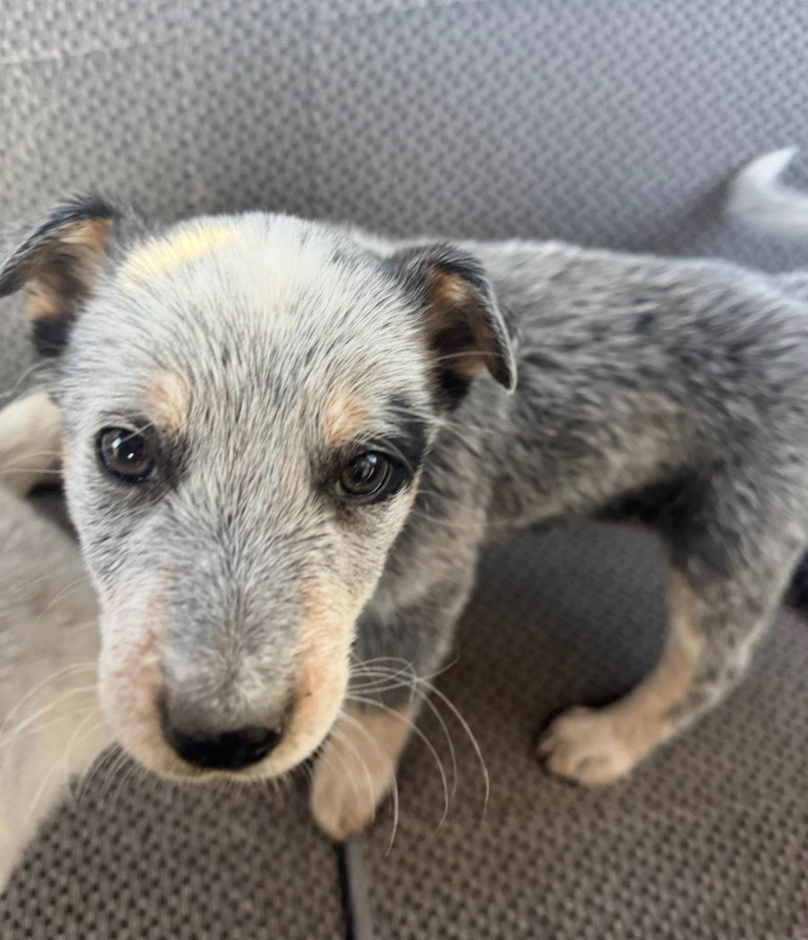 Enlarge Rocket- ADOPTION IN PROCESS, a Adoptable mixed breed in Grafton, WI image 3/3