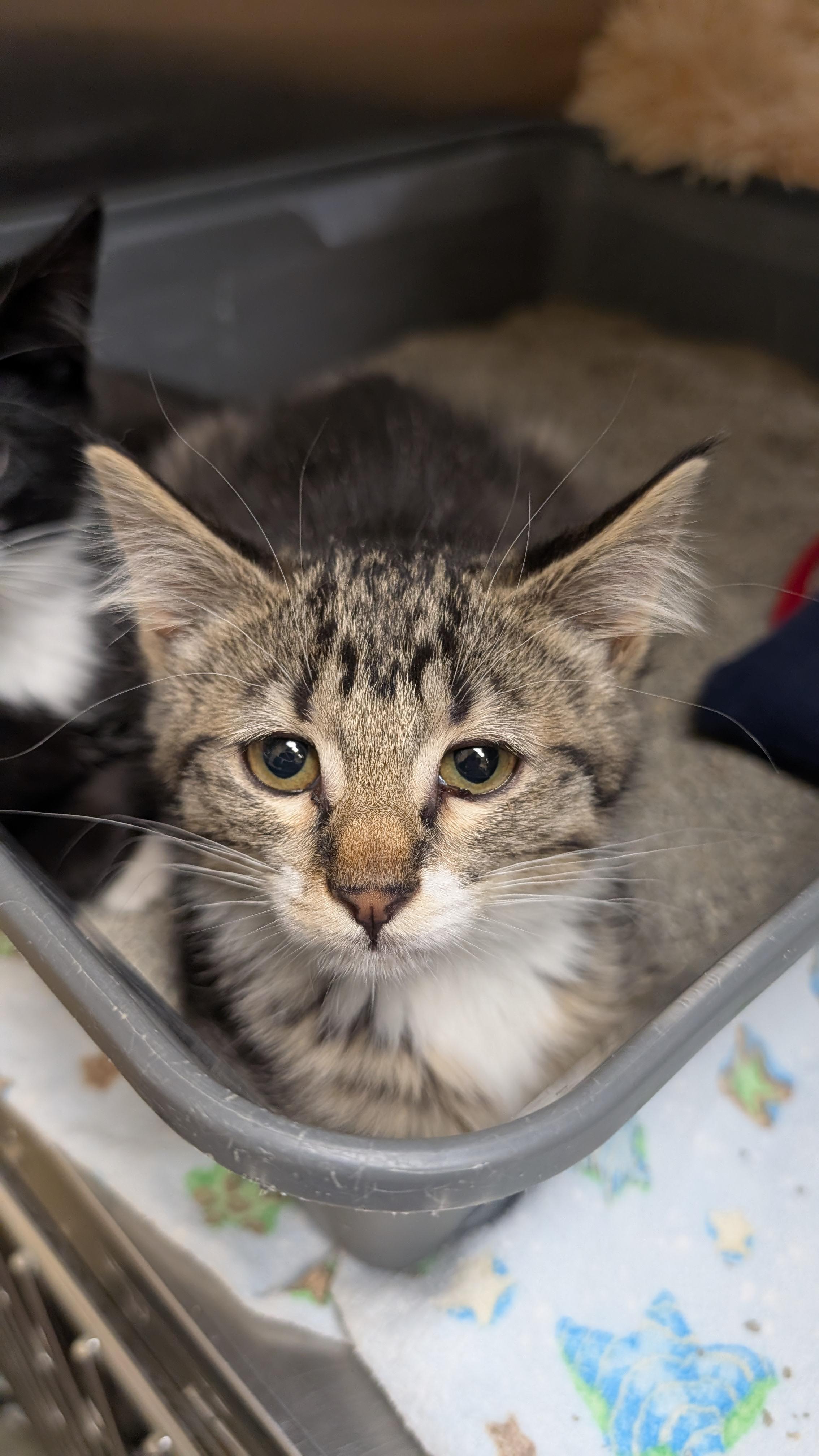 Diane, adopted, Kitten Female Domestic Short Hair.