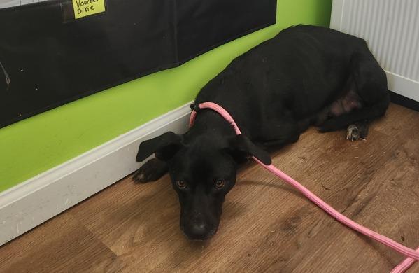 Eve, Adoptable, Young Female Mixed Breed.