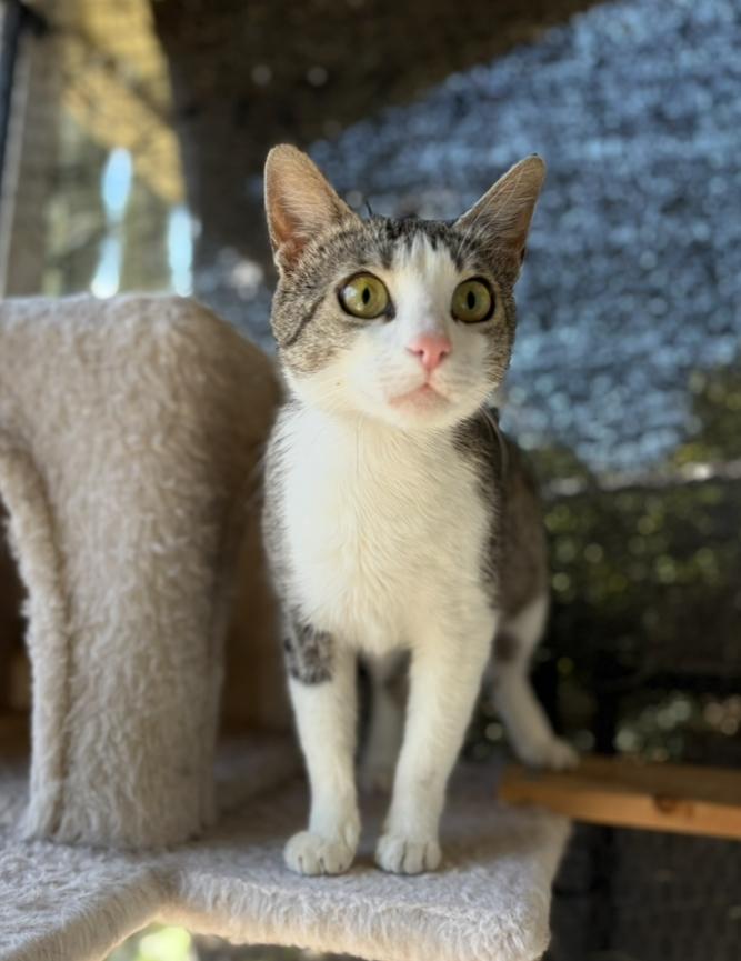 Borscht, Adoptable, Young Female Domestic Short Hair.