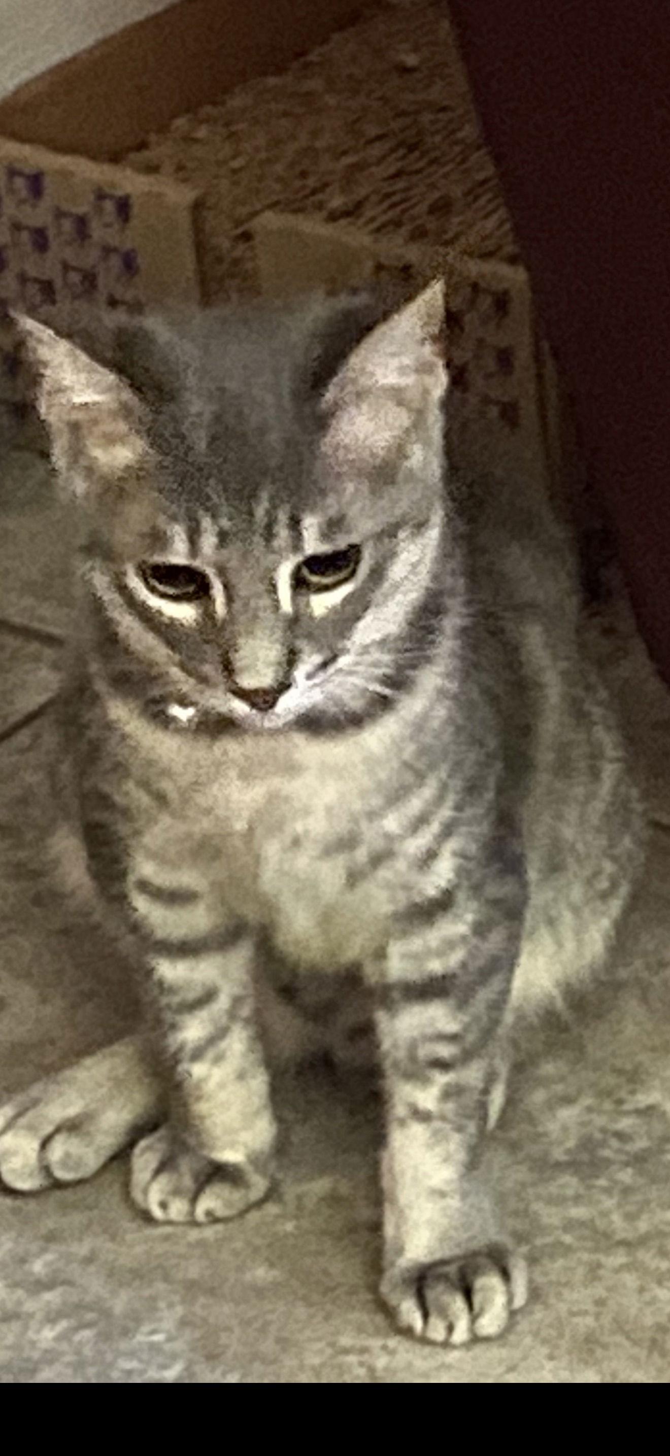 Enlarge Cecil, a Adoptable Domestic Short Hair in Visalia, CA image 1/1