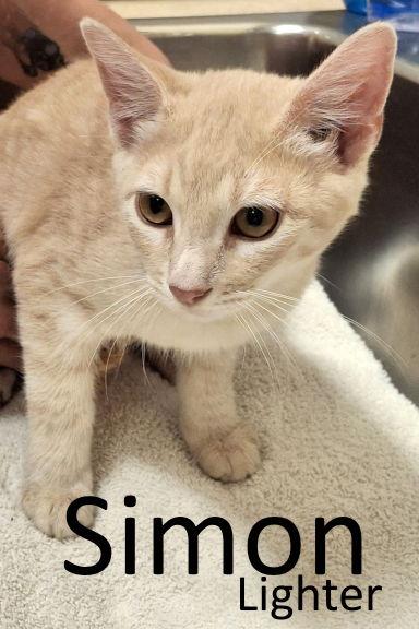 Simon, Adoptable, Kitten Male Tabby & Domestic Short Hair.