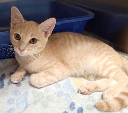 Enlarge Simon, a Adoptable mixed breed in Mountain View, AR image 2/3