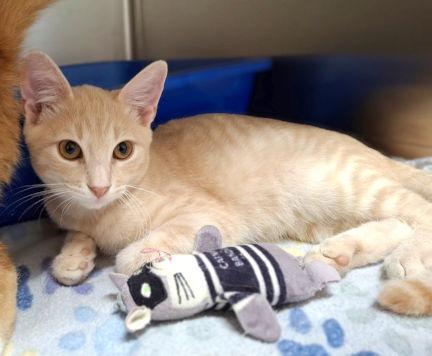 Enlarge Simon, a Adoptable mixed breed in Mountain View, AR image 3/3