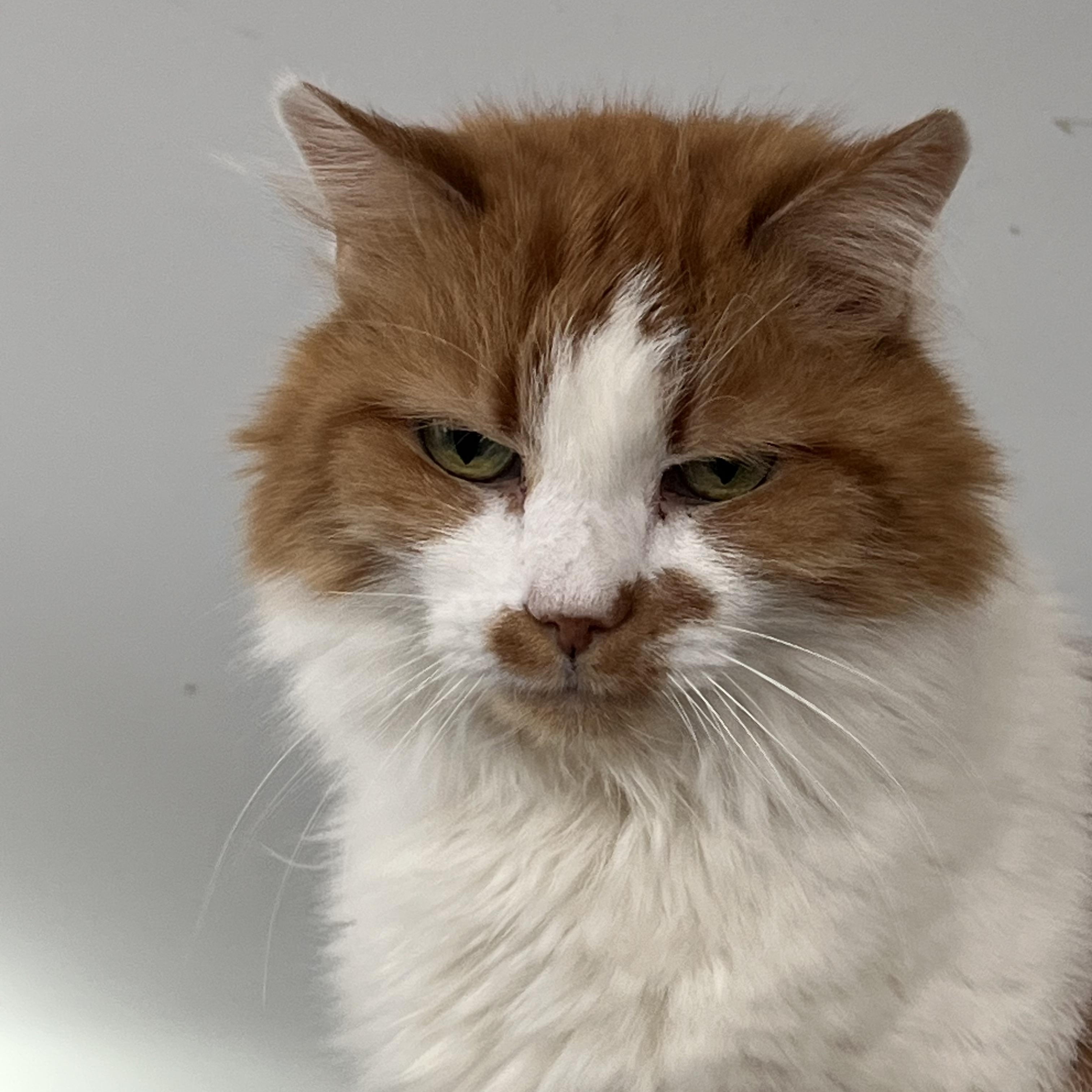Dillon, Adopted, Senior Male Domestic Medium Hair.