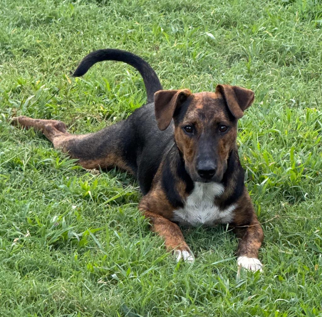 Snickers, Adoptable, Young Male Labrador Retriever & Yellow Labrador Retriever.