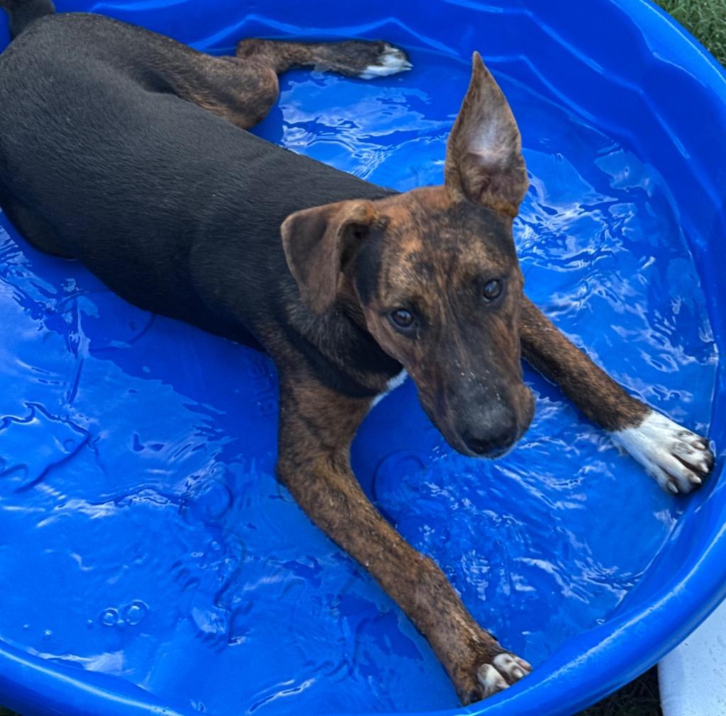 Enlarge Snickers, a Adoptable mixed breed in Little Rock, AR image 2/3