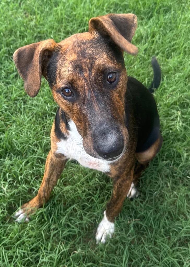 Enlarge Snickers, a Adoptable mixed breed in Little Rock, AR image 3/3