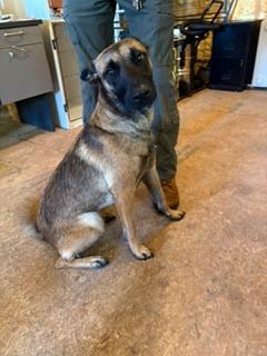 Enlarge Honey, a Adoptable German Shepherd Dog in Lafayette, TN image 1/1