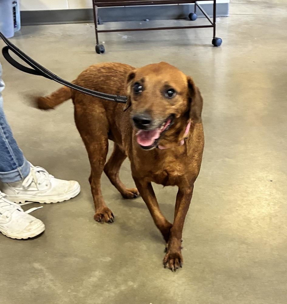 Enlarge Ella, an adopted Mixed Breed in Mason City, IA image 3/3