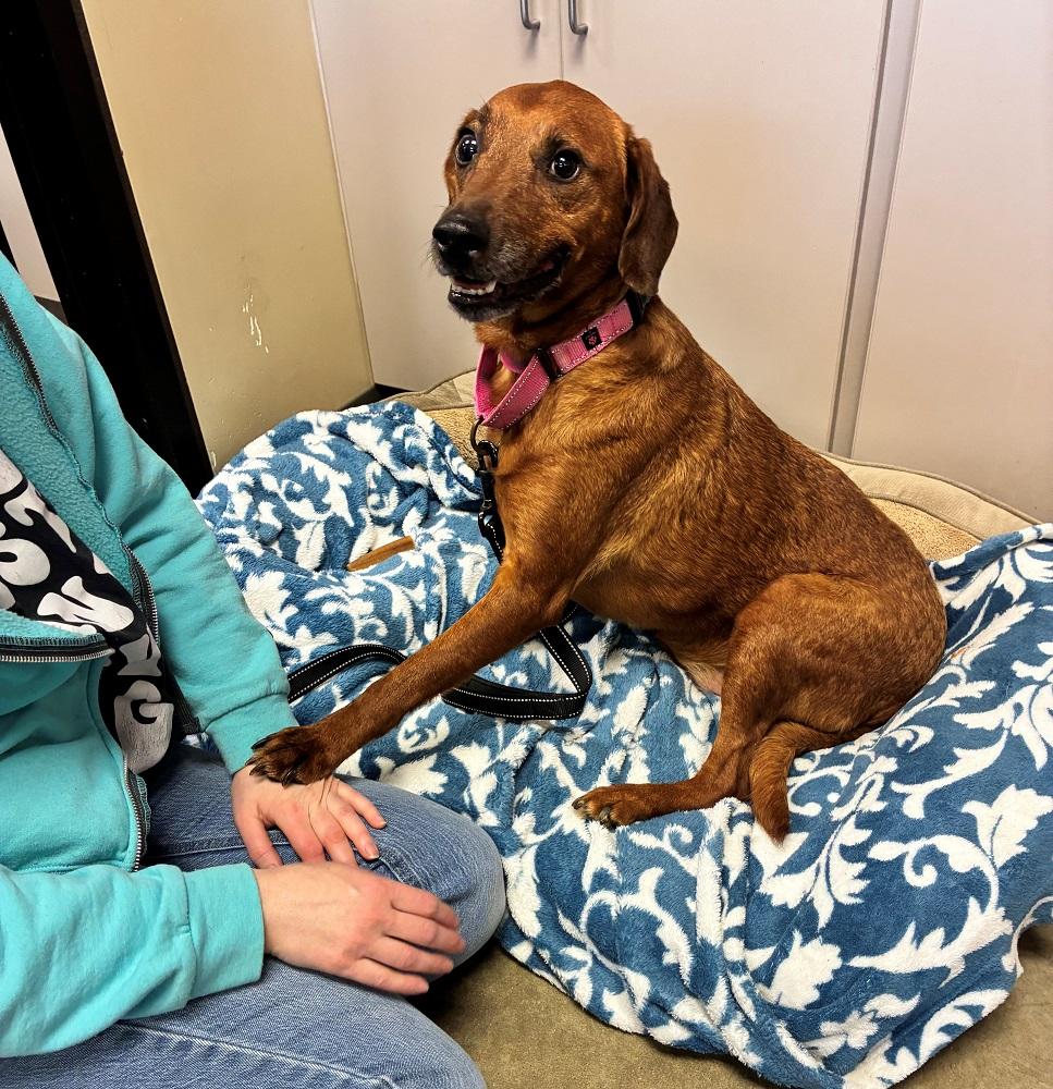 Enlarge Ella, an adopted Mixed Breed in Mason City, IA image 2/3