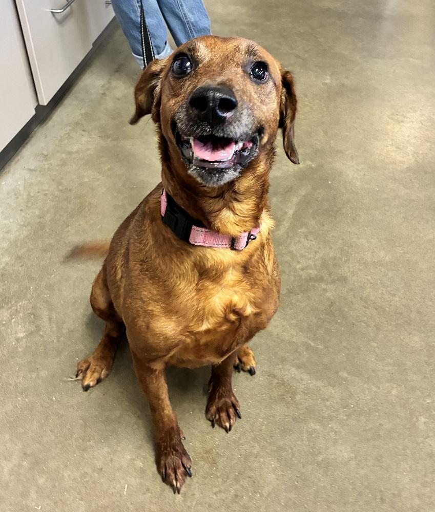 Enlarge Ella, an adopted Mixed Breed in Mason City, IA image 1/3